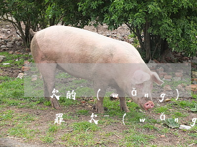 欠的網(wǎng)貸會構(gòu)成犯罪嗎(欠網(wǎng)貸犯法嗎)