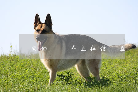 欠的網貸不上征信(現在網貸上不上征信)