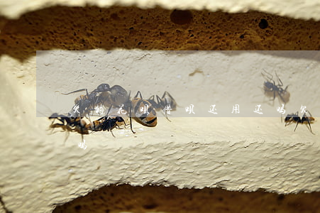 欠的花呗借呗还用还吗(欠的花呗借呗还用还吗)