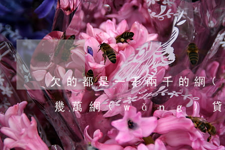 欠的都是一千兩千的網(wǎng)貸(欠了幾萬網(wǎng)貸)
