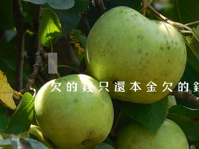 欠的錢只還本金(欠的錢只還本金可以嗎)