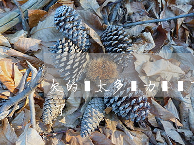 欠的錢太多無力償還了-欠款太多無力償還了