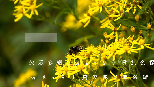欠眾多網(wǎng)貸怎么保住房子(網(wǎng)貸欠多了怎么辦)