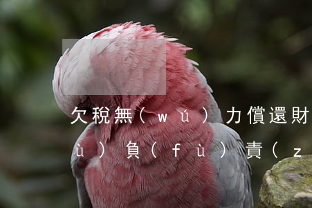 欠稅無(wú)力償還財(cái)務(wù)負(fù)責(zé)人有什么責(zé)任-欠稅無(wú)力償還財(cái)務(wù)負(fù)責(zé)人有什么責(zé)任嗎