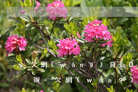 欠網(wǎng)貸100000我該怎么辦-欠網(wǎng)貸1000會(huì)怎么樣