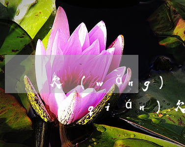 欠網(wǎng)貸1000一年利息多少錢(qián)(欠網(wǎng)貸1000一年利息多少錢(qián))