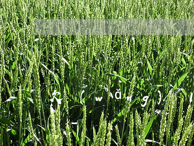 欠網(wǎng)貸1000五年成200萬-