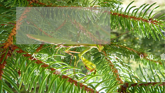 欠網(wǎng)貸1000 會(huì)坐牢嗎(網(wǎng)貸欠幾十萬(wàn)會(huì)不會(huì)坐牢)