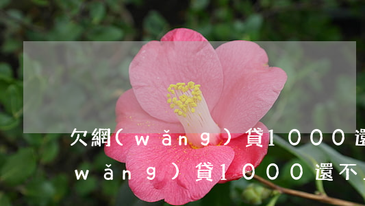 欠網(wǎng)貸1000還不上(欠網(wǎng)貸1000還不上怎么辦)