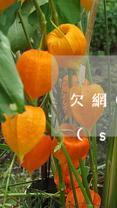 欠網(wǎng)貸100萬(wàn)誰(shuí)能救我嗎(網(wǎng)貸欠了100多萬(wàn))
