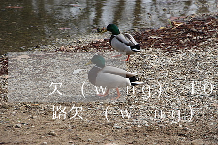 欠網(wǎng)貸100萬(wàn)跑路(欠網(wǎng)貸200萬(wàn))