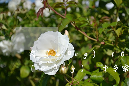 欠網(wǎng)貸10個不還有事嗎(欠網(wǎng)貸十多家會怎么辦)