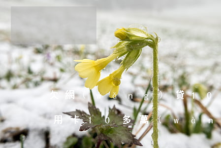 欠網(wǎng)貸10多萬(wàn)信用卡10多萬(wàn)(欠網(wǎng)貸10多萬(wàn)信用卡10多萬(wàn))