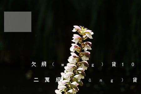 欠網(wǎng)貸10萬無力償還(欠了十二萬網(wǎng)貸無力償還了)