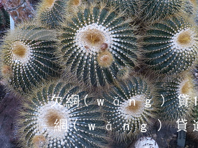 欠網(wǎng)貸10萬 罰息多少(10萬網(wǎng)貸逾期一天多少利息)
