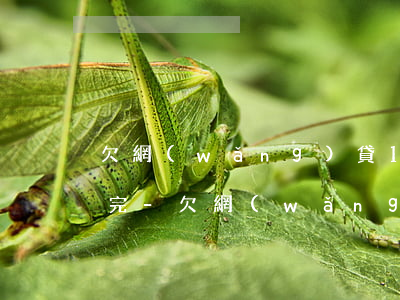 欠網(wǎng)貸14000怎么快速還完-欠網(wǎng)貸14000怎么快速還完呢