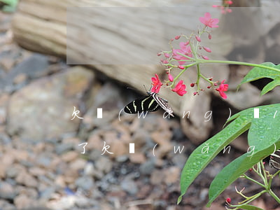 欠網(wǎng)貸15萬(wàn)人死了(欠網(wǎng)貸40萬(wàn)死了算了)