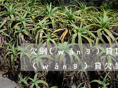 欠網(wǎng)貸16萬還不上怎么辦(網(wǎng)貸欠款16萬無力還怎么辦)