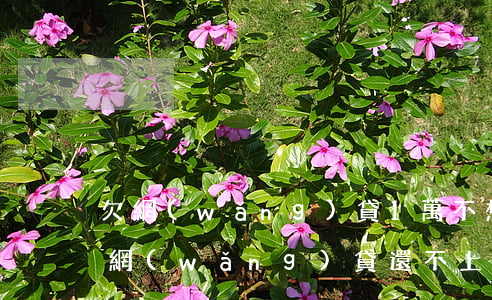 欠網(wǎng)貸1萬不想活了(欠一萬多網(wǎng)貸還不上)