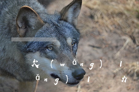 欠網(wǎng)貸1萬元怎么辦(欠網(wǎng)貸1萬無力償還怎么辦)