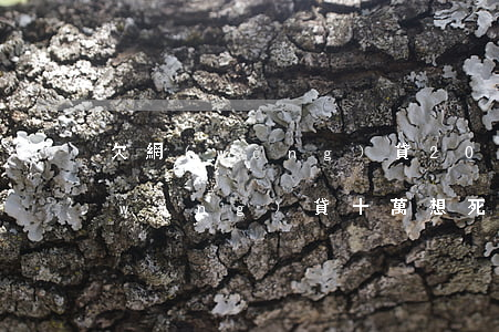 欠網(wǎng)貸20萬想死(欠各種網(wǎng)貸十萬想死)
