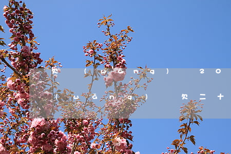 欠網(wǎng)貸20萬還不上怎么辦(網(wǎng)貸欠二十萬還不上怎么辦)
