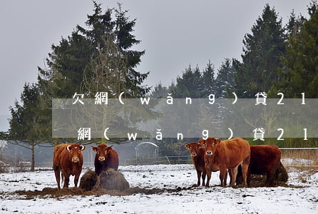 欠網(wǎng)貸21萬還不上怎么辦(欠網(wǎng)貸21萬還不上怎么辦)