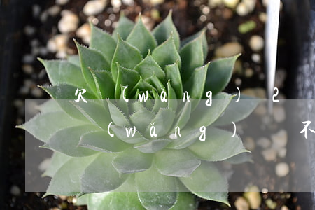 欠網(wǎng)貸2萬多還不起(欠了幾萬網(wǎng)貸還不上怎么辦)