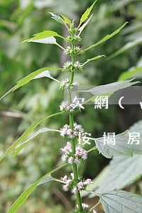 欠網(wǎng)貸2萬會(huì)拍賣按揭房嗎(欠網(wǎng)貸會(huì)被拍賣按揭房嗎)