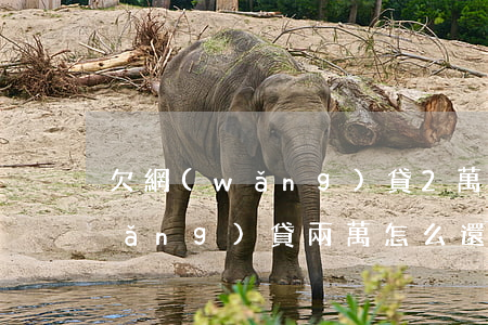 欠網(wǎng)貸2萬需要還么(欠網(wǎng)貸兩萬怎么還)