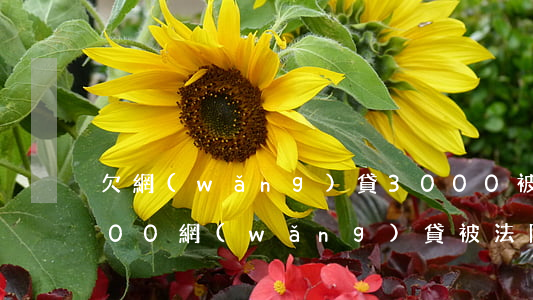 欠網(wǎng)貸3000被起訴(欠3000網(wǎng)貸被法院起訴)