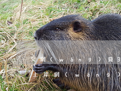 欠網(wǎng)貸35萬(wàn)怎么上岸(網(wǎng)貸欠了五萬(wàn)怎么上岸)