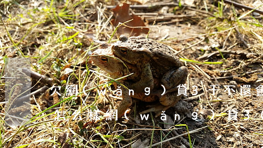 欠網(wǎng)貸3千不還會(huì)怎么樣(網(wǎng)貸3000不還會(huì)怎么樣)
