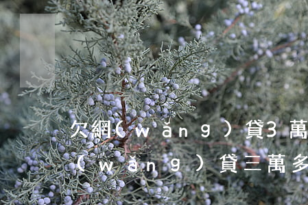 欠網(wǎng)貸3萬多不還怎么辦(欠網(wǎng)貸三萬多現(xiàn)在還不上)