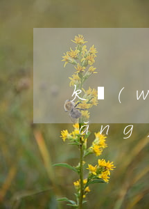 欠網(wǎng)貸4000咋辦(欠網(wǎng)貸4000元怎么辦)