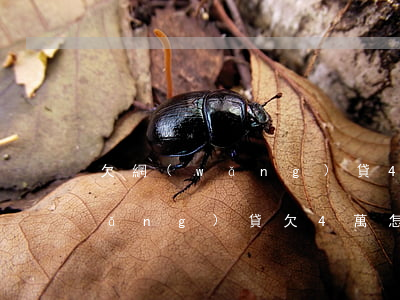 欠網(wǎng)貸4萬怎么找兼職(網(wǎng)貸欠4萬怎么辦)
