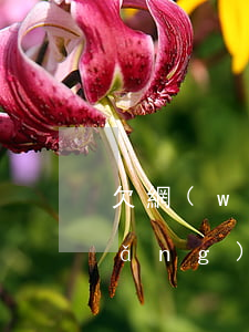 欠網(wǎng)貸4萬有貸款車輛(網(wǎng)貸有欠款能貸款買車嗎)