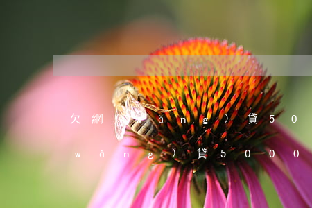 欠網(wǎng)貸50000多了(欠網(wǎng)貸50000多了)