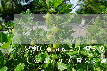 欠網(wǎng)貸50000怎么自救(網(wǎng)貸欠5萬自救方法)