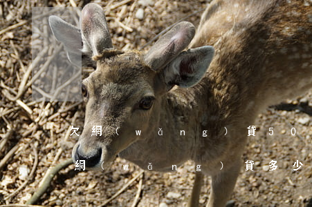 欠網(wǎng)貸50000會坐牢嗎(欠網(wǎng)貸多少錢會坐牢)