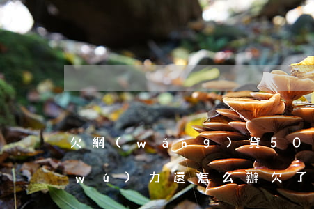 欠網(wǎng)貸50萬(wàn)無(wú)力還怎么辦(欠了50萬(wàn)網(wǎng)貸)