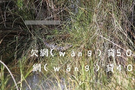 欠網(wǎng)貸50萬房子賣了還了(欠網(wǎng)貸40萬是不是要賣房子)