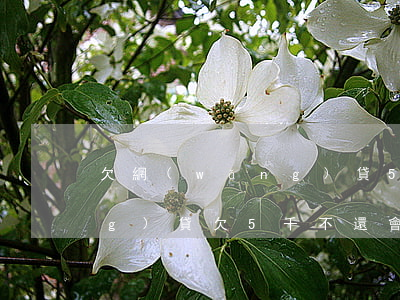 欠網(wǎng)貸5千還不上(網(wǎng)貸欠5千不還會怎么樣)