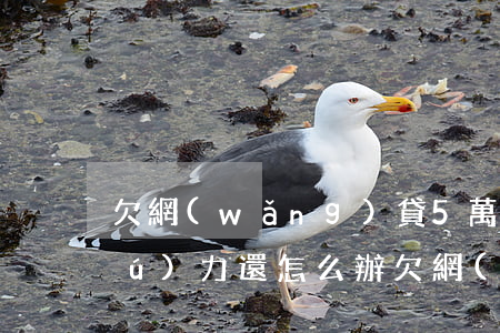 欠網(wǎng)貸5萬(wàn)無(wú)力還怎么辦(欠網(wǎng)貸五萬(wàn)還不上怎么辦)