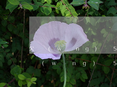 欠網(wǎng)貸5萬沒有錢還怎么辦(欠網(wǎng)貸5萬無力償還了怎么辦)