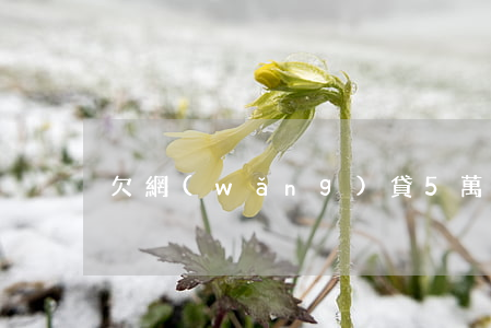 欠網(wǎng)貸5萬馬上逾期了怎么辦