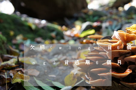 欠網(wǎng)貸6個月還不上(網(wǎng)貸逾期6個月)