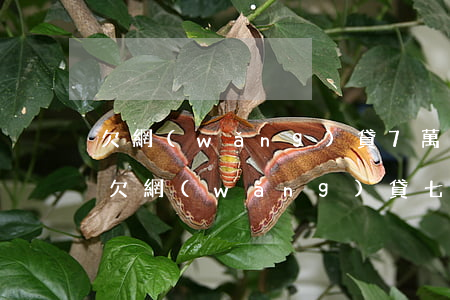 欠網(wǎng)貸7萬(wàn)怎么貸(欠網(wǎng)貸七萬(wàn)怎么辦)