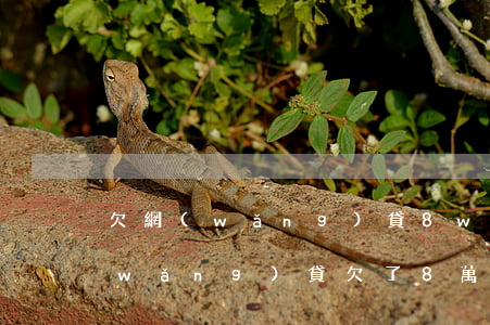 欠網(wǎng)貸8w還不起怎么辦(網(wǎng)貸欠了8萬多怎么辦)