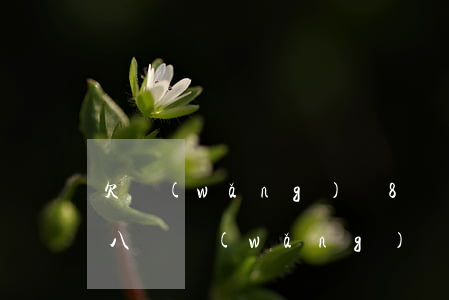 欠網(wǎng)貸8萬多久能上岸(欠了七八萬網(wǎng)貸怎么上岸)